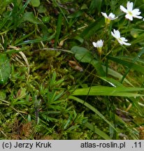 Androsace lactea (naradka mlecznobiała)