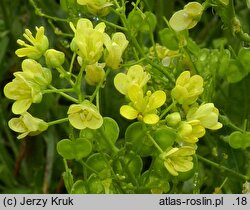 Biscutella laevigata (pleszczotka górska)