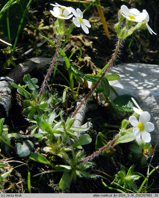 Androsace chamaejasme (naradka włosista)