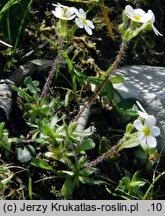 Androsace chamaejasme (naradka włosista)