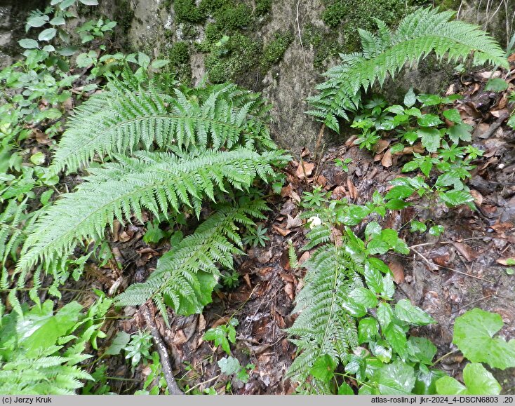 Polystichum aculeatum (paprotnik kolczysty)