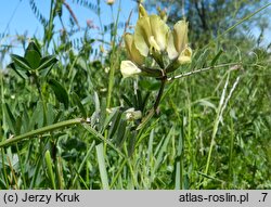 Vicia grandiflora (wyka wielkokwiatowa)