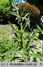 Symphytum officinale (żywokost lekarski)