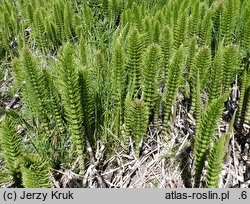 Equisetum telmateia (skrzyp olbrzymi)