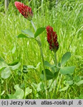 Trifolium incarnatum (koniczyna krwistoczerwona)
