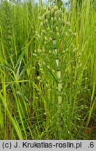 Equisetum telmateia (skrzyp olbrzymi)