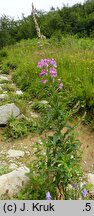 Epilobium angustifolium (wierzbówka kiprzyca)