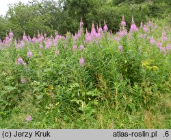Epilobium angustifolium (wierzbówka kiprzyca)