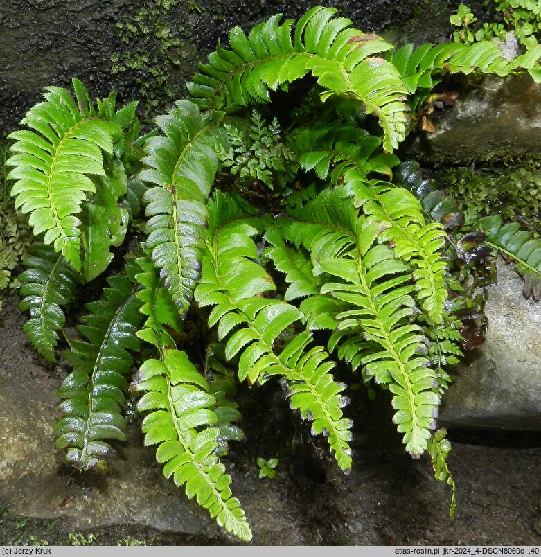 Polystichum lonchitis (paprotnik ostry)
