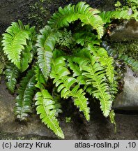 Polystichum lonchitis (paprotnik ostry)