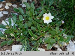 Dryas octopetala (dębik ośmiopłatkowy)