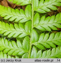Polystichum aculeatum (paprotnik kolczysty)