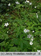 Ranunculus platanifolius (jaskier platanolistny)