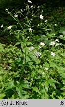 Ranunculus platanifolius (jaskier platanolistny)