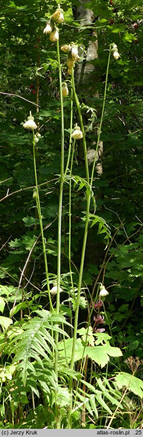 Cirsium erisithales (ostrożeń lepki)