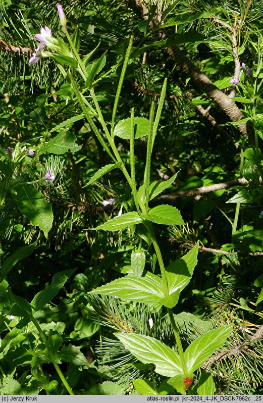 Epilobium alpestre (wierzbownica okółkowa)