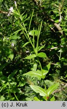 Epilobium alpestre (wierzbownica okółkowa)