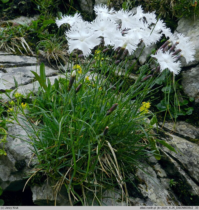 Dianthus plumarius ssp. praecox (goździk postrzępiony wczesny)