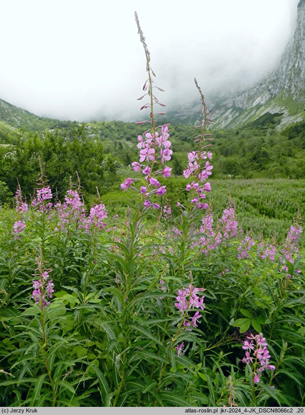 Epilobium angustifolium (wierzbówka kiprzyca)