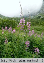 Epilobium angustifolium (wierzbówka kiprzyca)