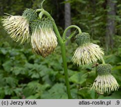 Cirsium erisithales (ostrożeń lepki)