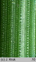 Equisetum hyemale (skrzyp zimowy)