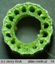 Equisetum hyemale (skrzyp zimowy)
