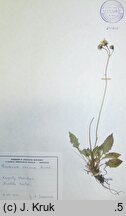 Hieracium incisum (jastrzębiec wciętolistny)