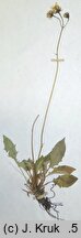 Hieracium incisum (jastrzębiec wciętolistny)