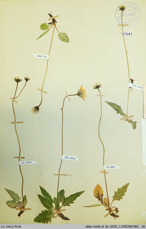 Hieracium incisum (jastrzębiec wciętolistny)