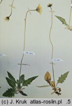 Hieracium incisum (jastrzębiec wciętolistny)