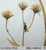 Hieracium jurassicum (jastrzębiec jurajski)