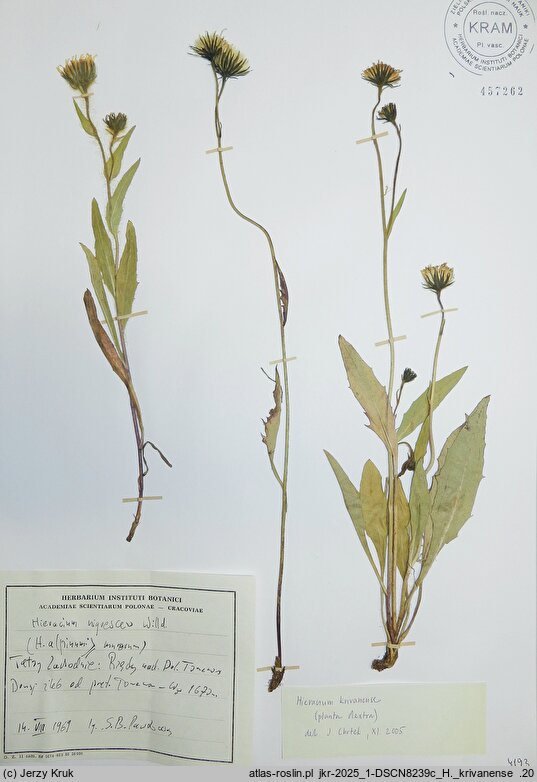 Hieracium krivanense (jastrzębiec krywański)