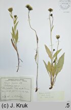 Hieracium krivanense (jastrzębiec krywański)