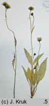 Hieracium krivanense (jastrzębiec krywański)