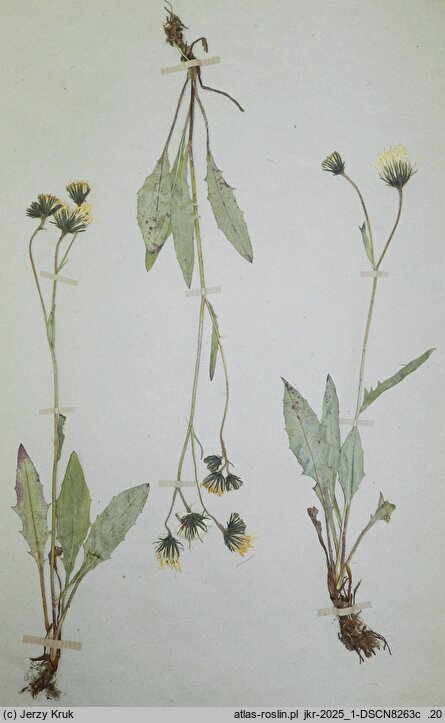 Hieracium liptoviense (jastrzębiec liptowski)