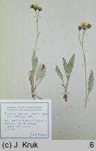 Hieracium liptoviense (jastrzębiec liptowski)