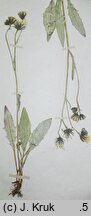 Hieracium liptoviense (jastrzębiec liptowski)