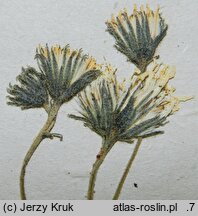 Hieracium liptoviense (jastrzębiec liptowski)