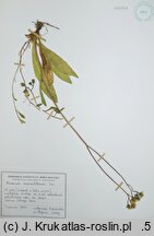 Pilosella macrostolona (kosmaczek długorozłogowy)