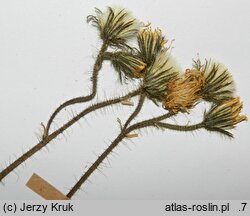 Pilosella macrostolona (kosmaczek długorozłogowy)