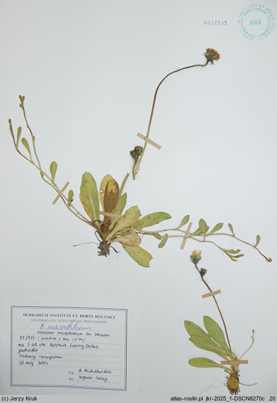 Pilosella macrostolona (kosmaczek długorozłogowy)