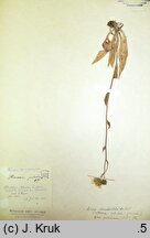 Hieracium chondrillifolium (jastrzębiec chondrillolistny)