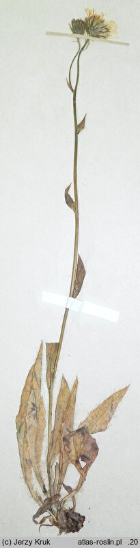 Hieracium chondrillifolium (jastrzębiec chondrillolistny)