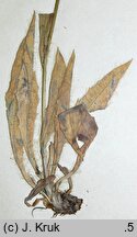 Hieracium chondrillifolium (jastrzębiec chondrillolistny)