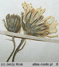 Hieracium chondrillifolium (jastrzębiec chondrillolistny)