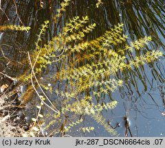 Utricularia intermedia (pływacz średni)