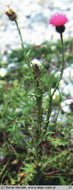 Carduus ×lobulatus (oset klapowany)