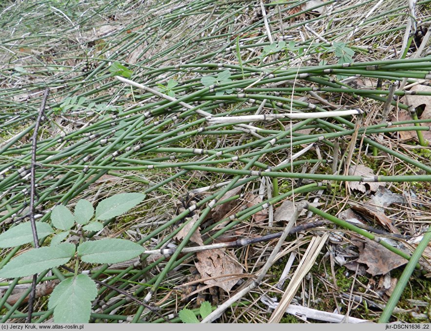 Equisetum ×moorei (skrzyp Moora)