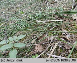 Equisetum ×moorei (skrzyp Moora)